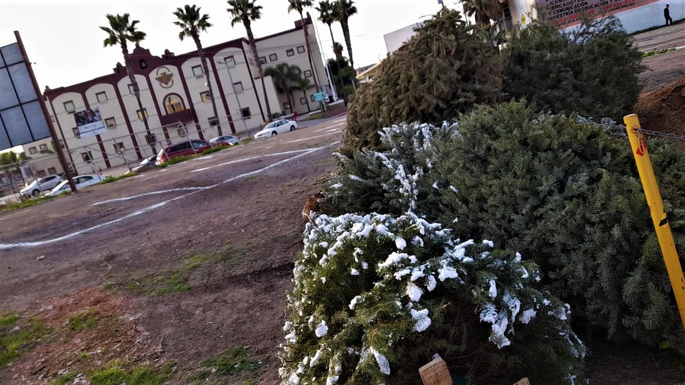 Permanecerá habilitado el centro de acopio de “Arbolitos navideños” durante el mes de febrero