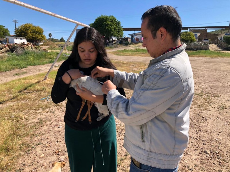 Invita Gobierno de Rosarito a jornada de atención a mascotas en delegación primo tapia