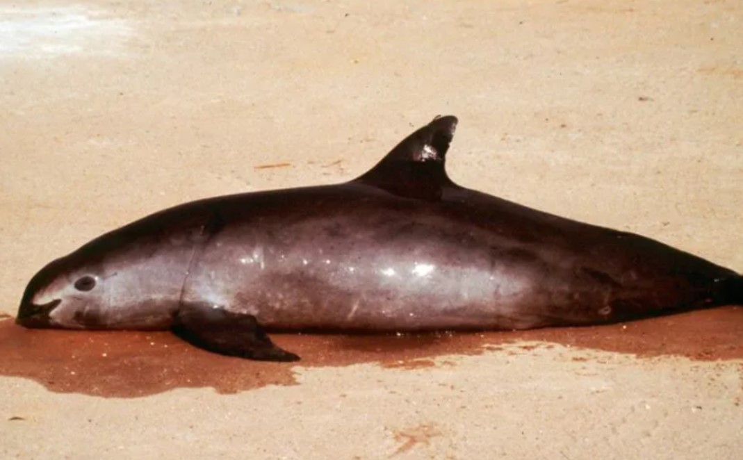 ¡Vaquitas marinas en peligro! Estiman que sólo quedan ocho en México