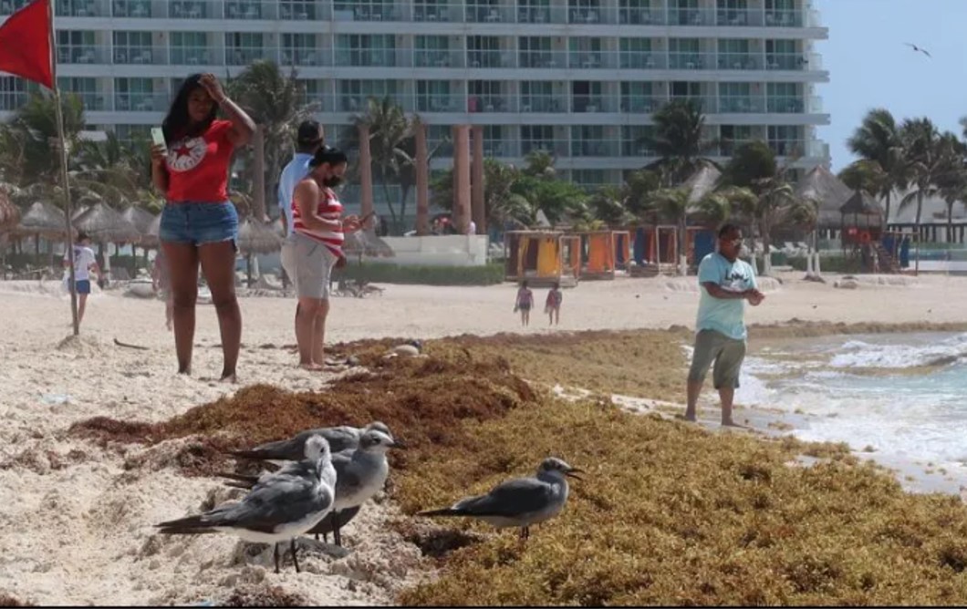 Alertan por aumento de sargazo en el Caribe mexicano