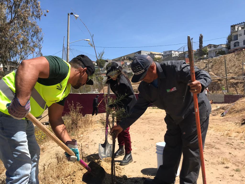 Ayuntamiento de Tijuana continúa “Sembrando vida en tu colonia”