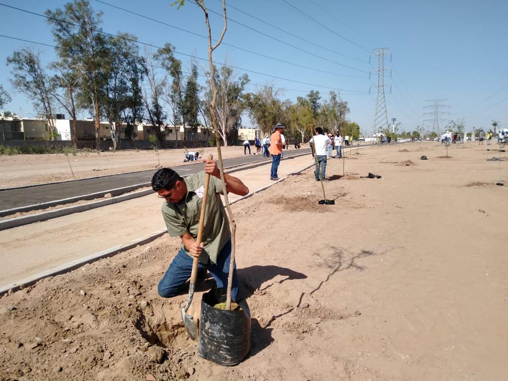 Se suma SSCBC a jornada de forestación “Tu parque TSM”