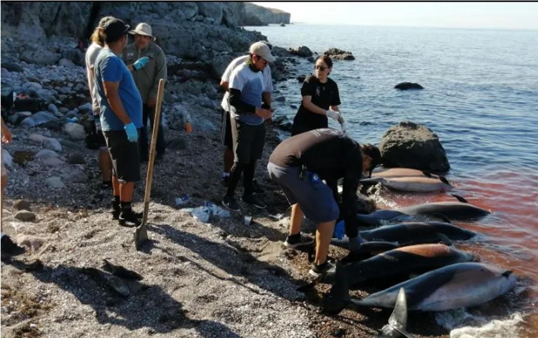 Treinta delfines mueren en Baja California Sur