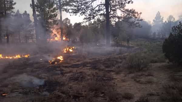 Con oportuna respuesta se controla primer incendio forestal de la temporada en La Sierra de Juárez: SCSA