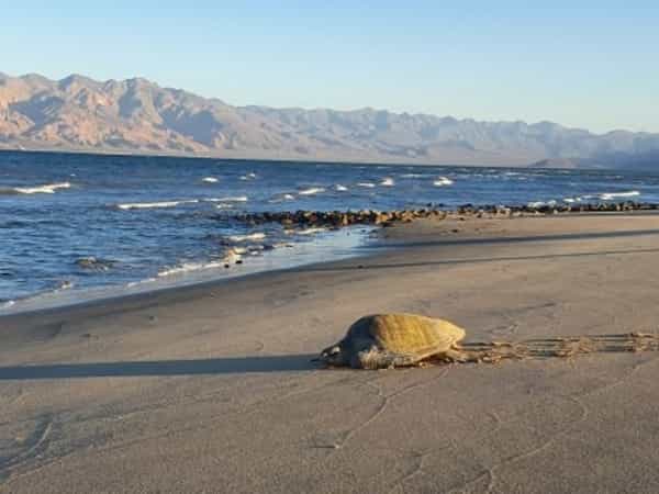 Cuenta Baja California con cinco especies de tortugas marinas: SEPESCA