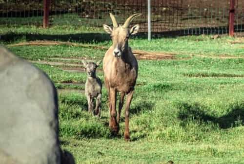 Nació segundo borrego cimarrón en bosque de la Ciudad de Mexicali: Secretaría de Medio Ambiente