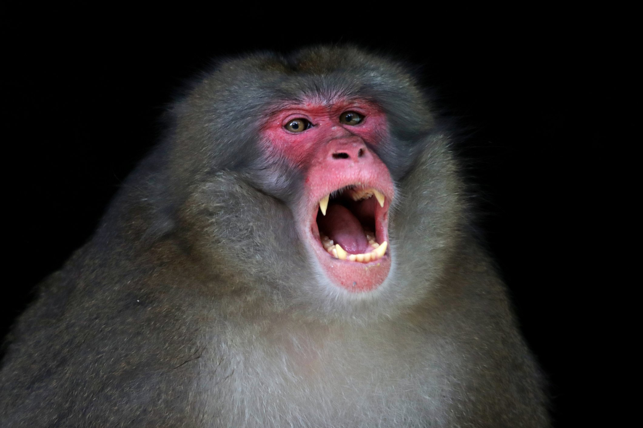 Capturan y matan en Japón a miembro de la banda de macacos que aterrorizó a un pueblo