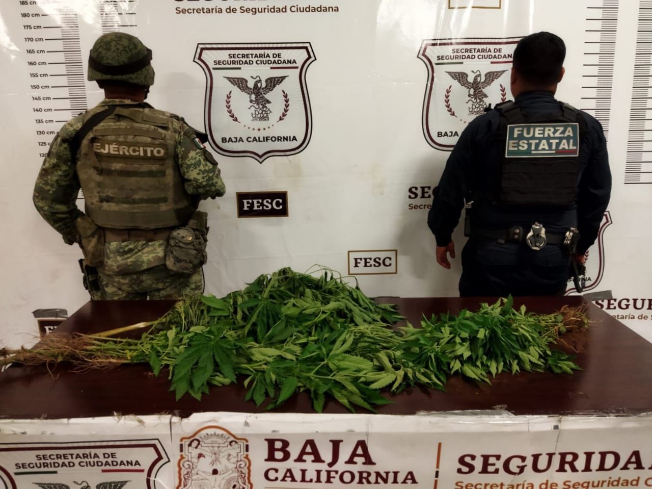 Ubica FESC plantío de marihuana tras denuncia anónima