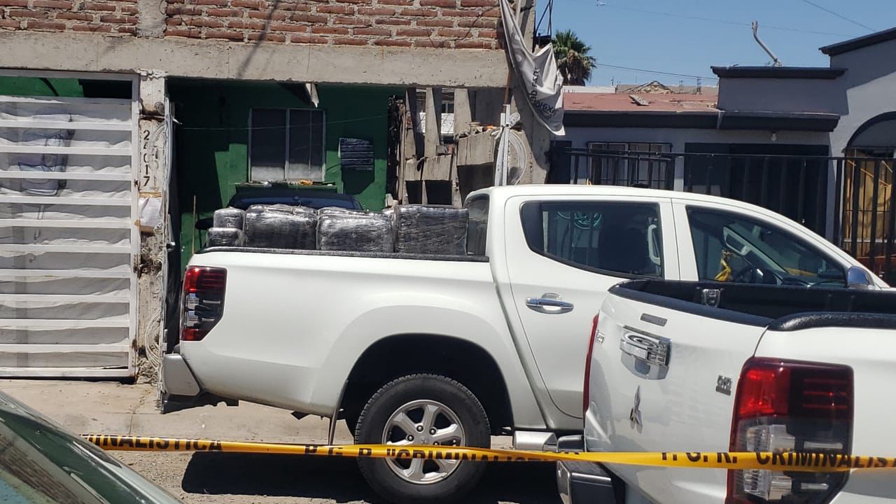 Policía de Tijuana y Sedena localizan aproximadamente 300 kg de marihuana al catear predio