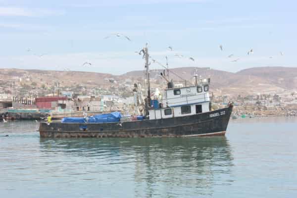 Tiene puerto de El Sauzal importante legado pesquero y acuícola: SEPESCA