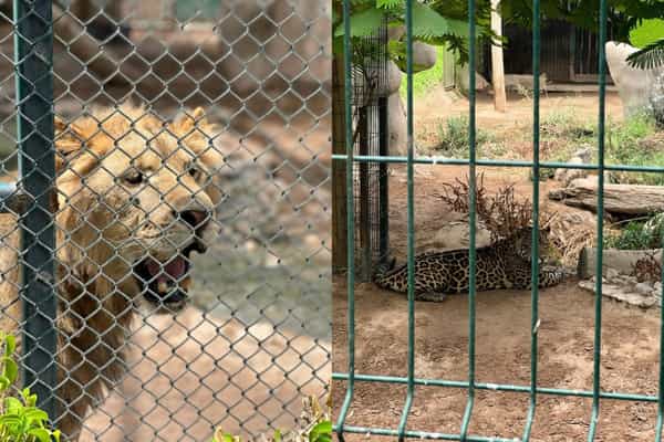 Albergará bosque de la ciudad en Mexicali a leones y jaguares rescatados