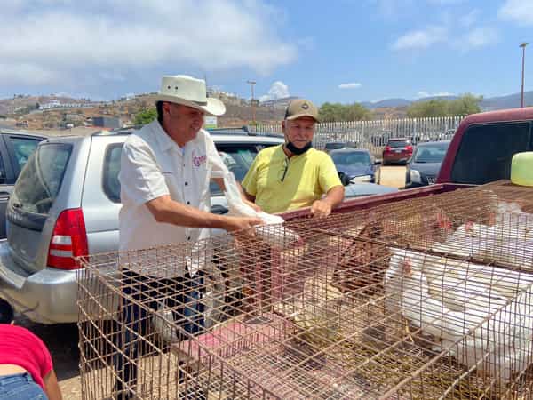 Entrega Secretaría del Campo gallinas para autoconsumo y comercialización de huevo