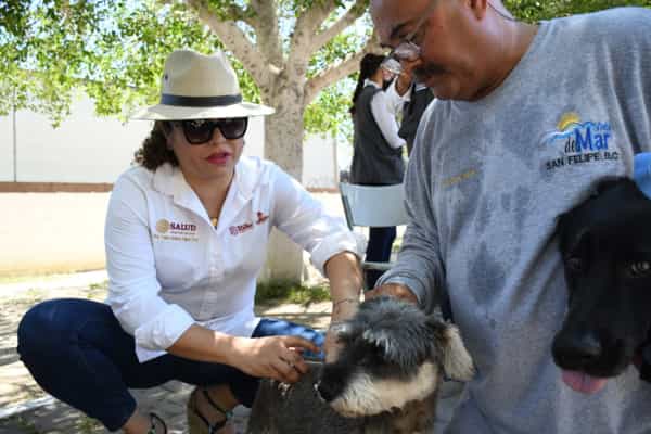 Fortalece sector salud acciones para prevenir la rickettsia