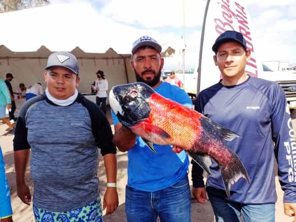 Gana Curvina de 36.8 libras el torneo de la “Copa Baja California” en San Quintín: SEPESCA