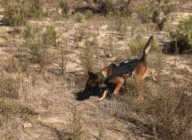 Se localizan restos óseos en operativo donde participó personal de la FGE