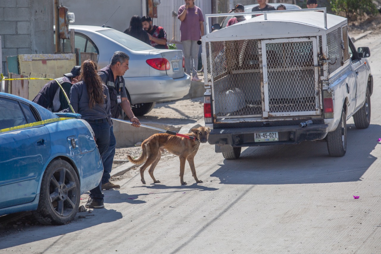 No hay evidencia que perro mordió a niño menor de 2 años: FGE investiga homicidio