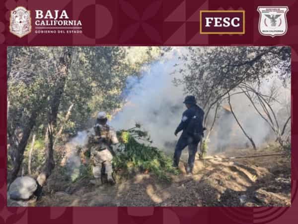 Destruyen FESC y SEDENA plantaciones de marihuana en Ensenada