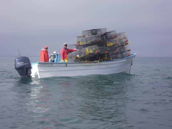 Inicia temporada langostera en Baja California: SEPESCA