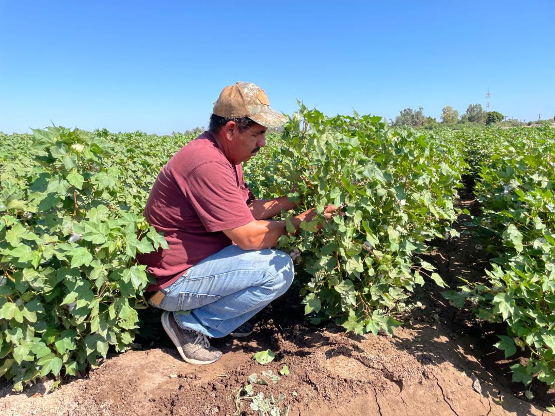 Impulsa IMSS Baja California afiliación a trabajadores del campo