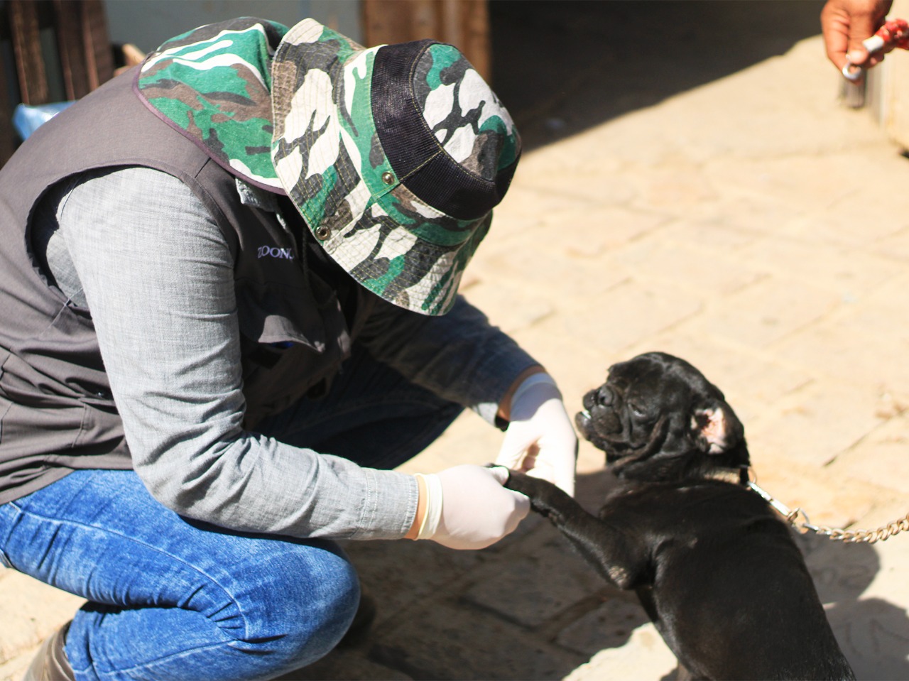 Estará personal de zoonosis y vectores en playas de rosarito con vacunación antirrábica y desparasitación de mascotas