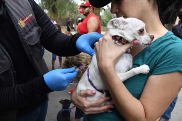 Informa Jurisdicción de Salud Mexicali qué hacer en caso de mordedura de perros