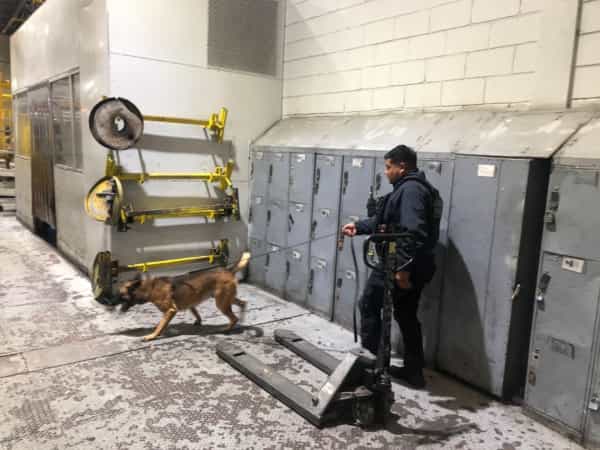 Inspeccionan agentes K9 de FESC empresa en Tijuana