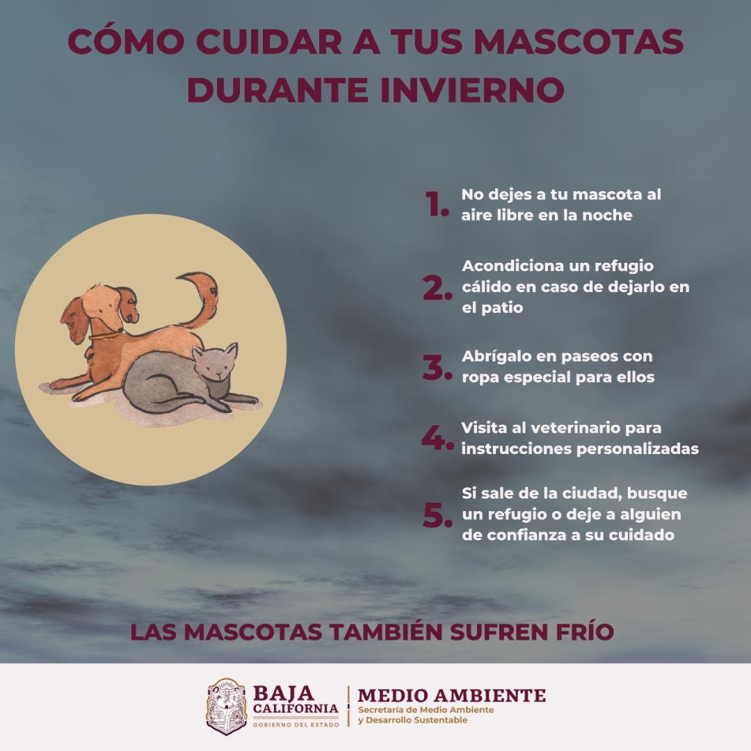 Emite SMADS recomendaciones para el cuidado de mascotas durante invierno