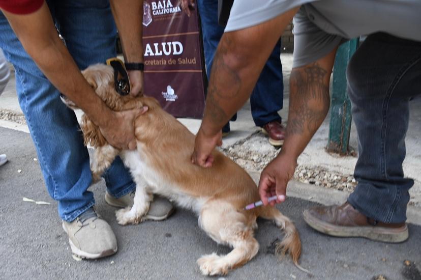 Inmunizó jurisdicción de salud Mexicali más de 67 mil mascotas contra la rabia