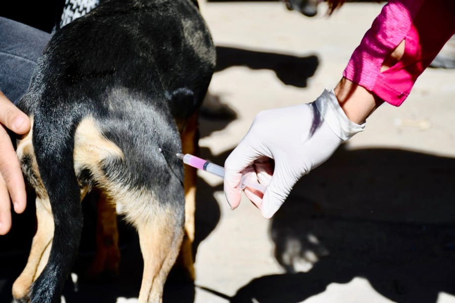 Invita Jurisdicción de Salud Mexicali a participar en jornadas gratuitas de vacunación antirrábica canina y felina