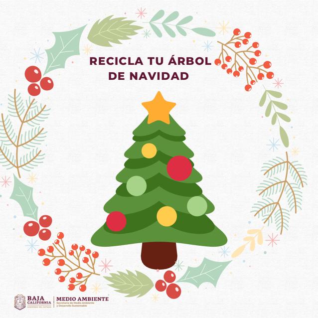 Invita SMADS a reciclar árboles de navidad