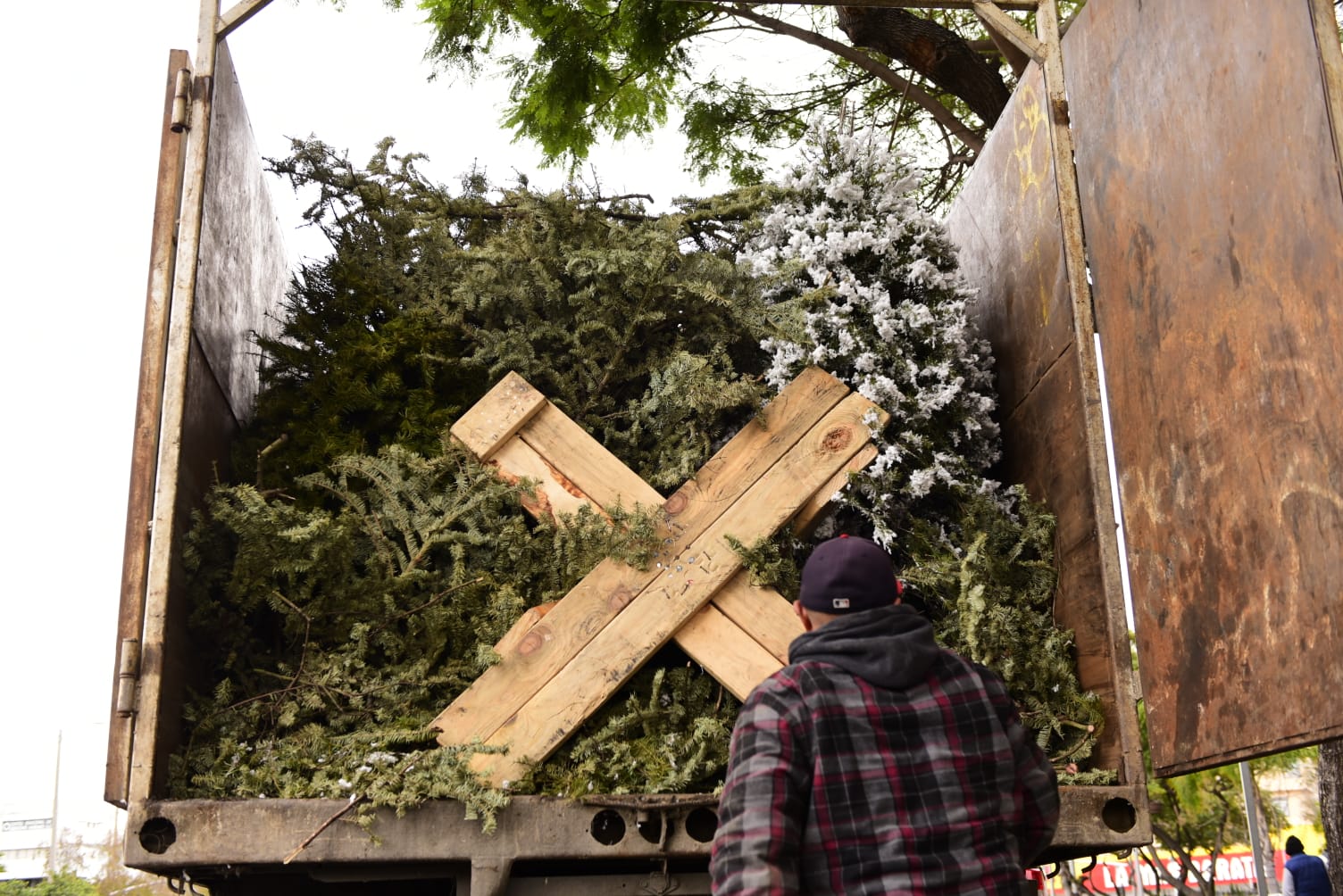 Más de 900 árboles navideños han sido recibidos en los centros de acopio a tres días de iniciada la campaña