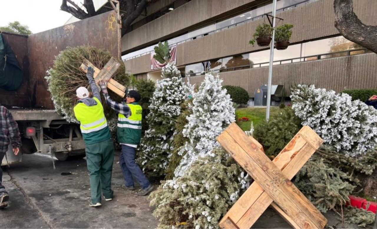 Continúa campaña de acopio de árboles navideños