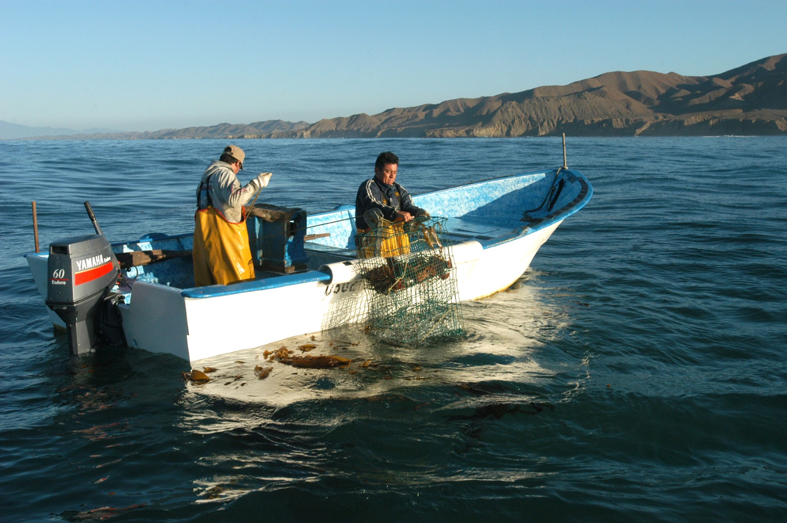 Concluye con éxito temporada langostera: SEPESCA