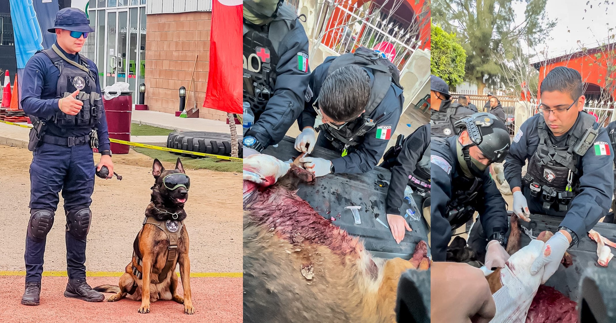 Reconocen heroísmo de agente canino herido en operativo contra el crimen en Ensenada