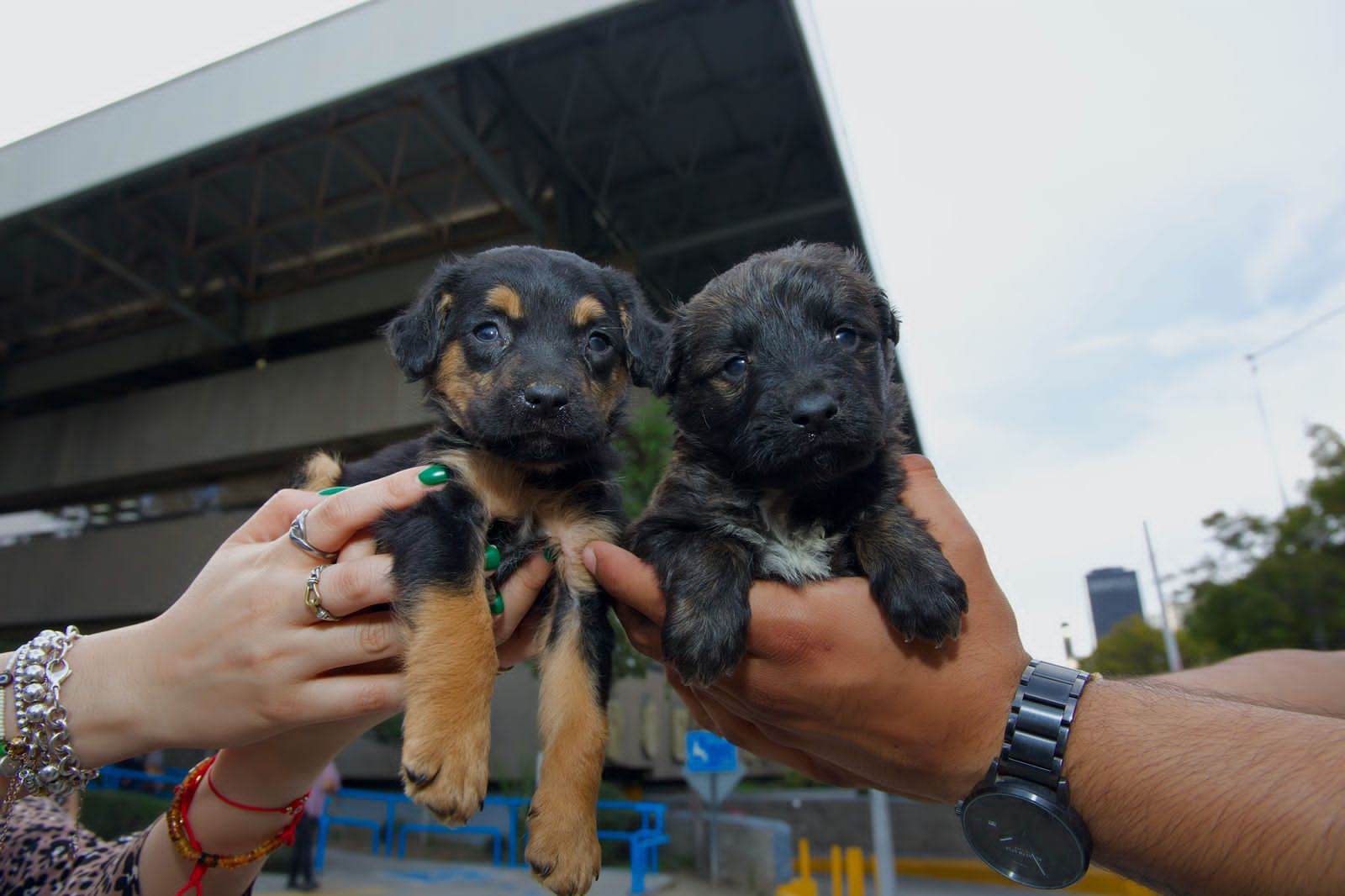 Gobierno de Tijuana asegura y resguarda esta semana 10 cachorros por venta ilegal