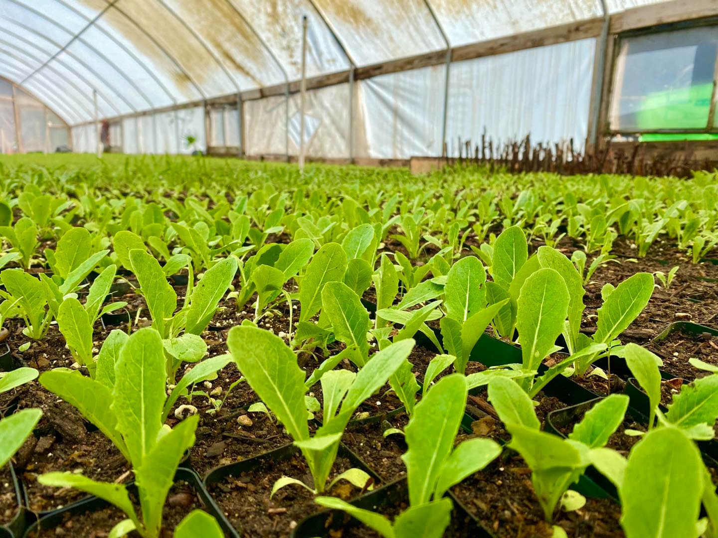 Cuenta Parque Morelos con más de 100 mil árboles en crecimiento