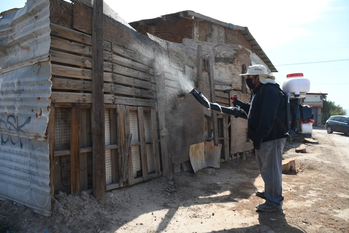 Refuerza Secretaría de Salud acciones contra la rickettsia en colonias Emiliano Zapata y Robledo de Mexicali