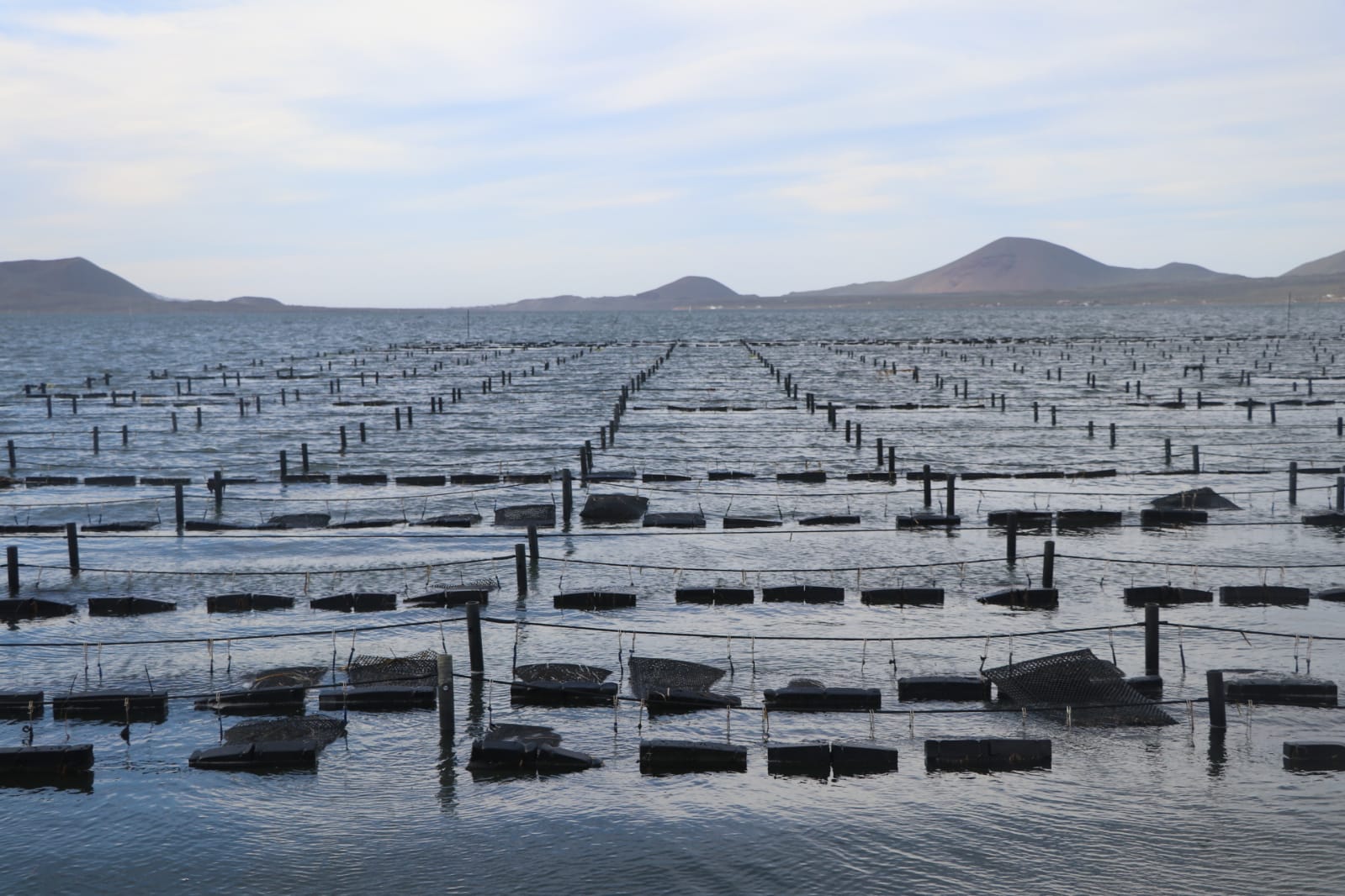 Trazan SEPESCA y SECTURE la Ruta del Mar para la reactivación económica