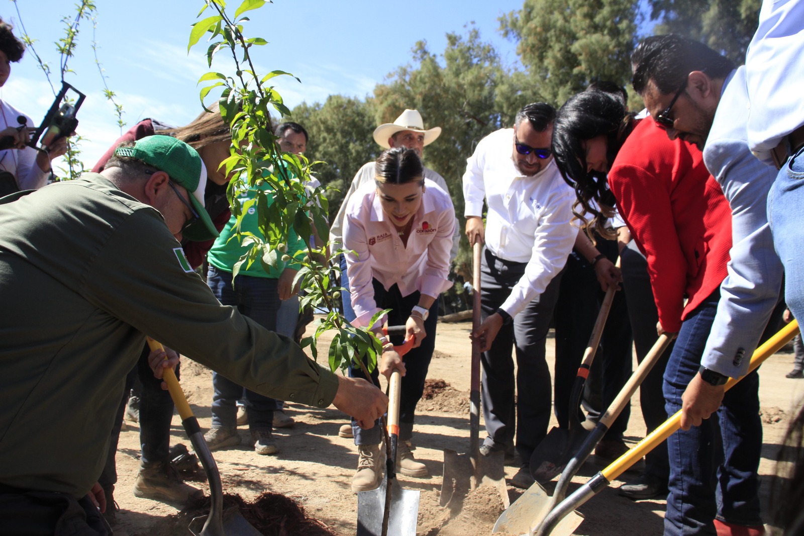 Continúan con éxito obras en Parque Lagunas México: Crece árbol plantando tras su llegada a Mexicali