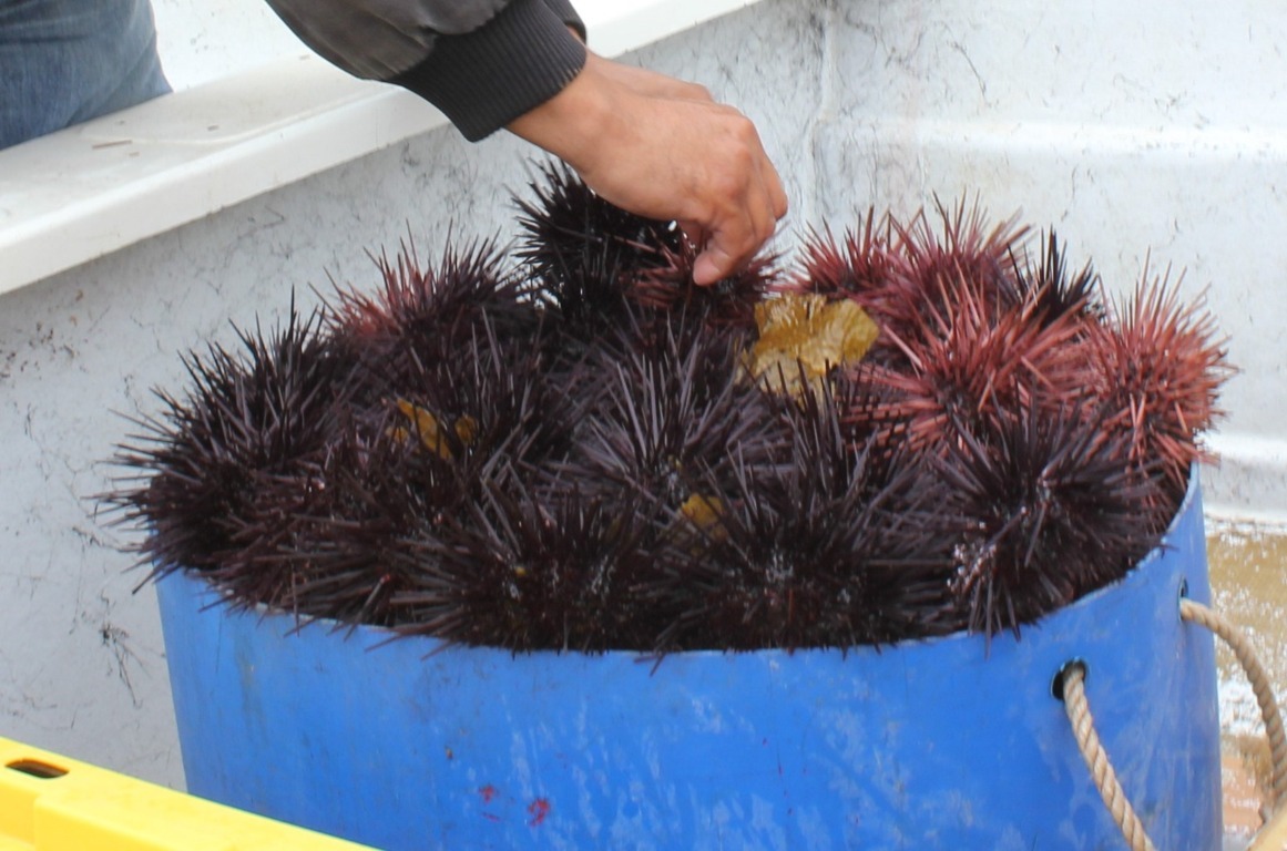 Exhorta SEPESCA a respetar veda del Erizo Rojo de Mar