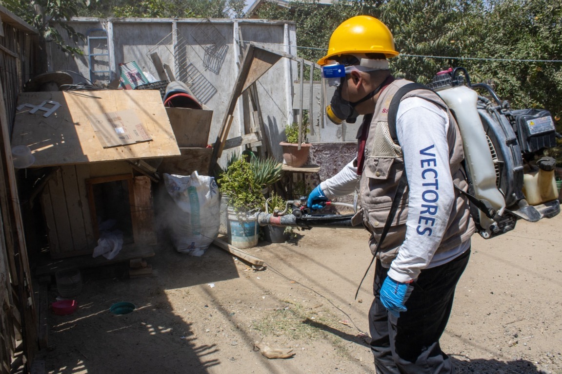 Implementarán autoridades de salud acciones preventivas contra la rickettsia en la zona este de Tijuana