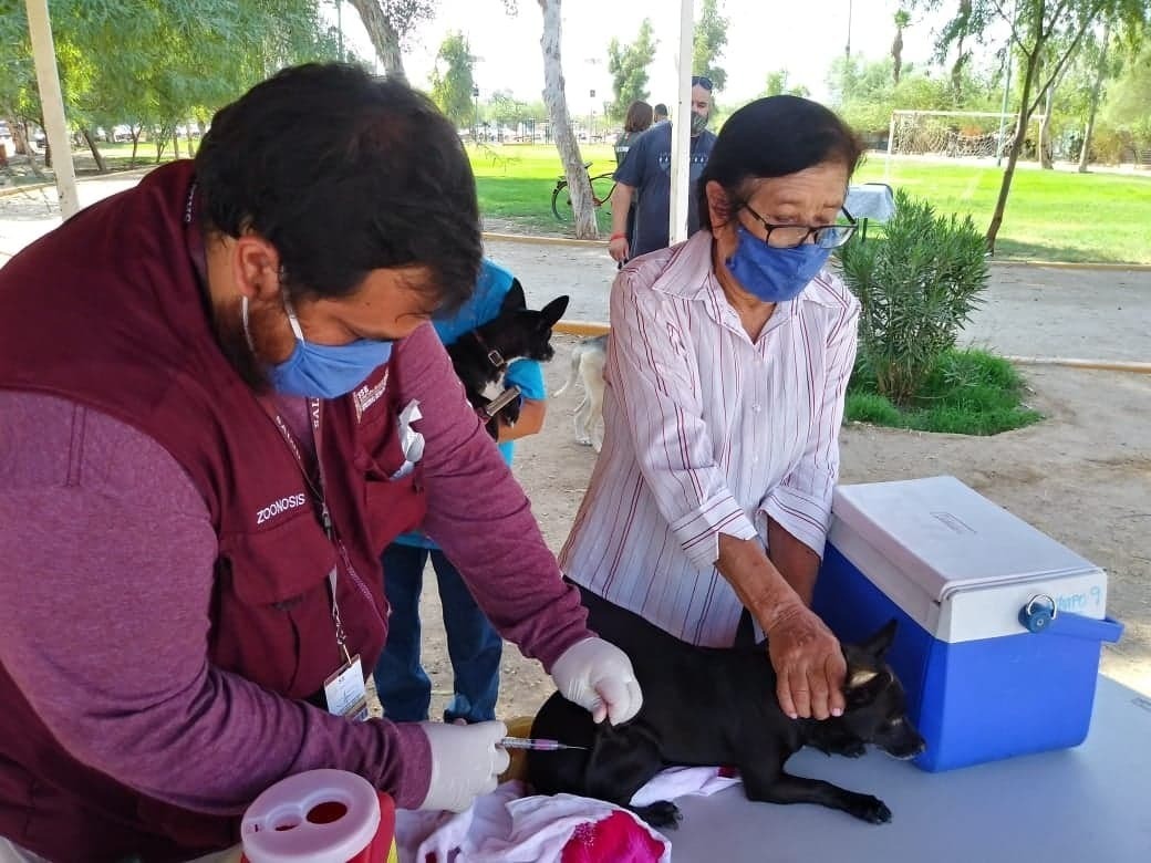 Inicia Secretaría de Salud jornada de vacunación antirrábica Canina y Felina en Baja California