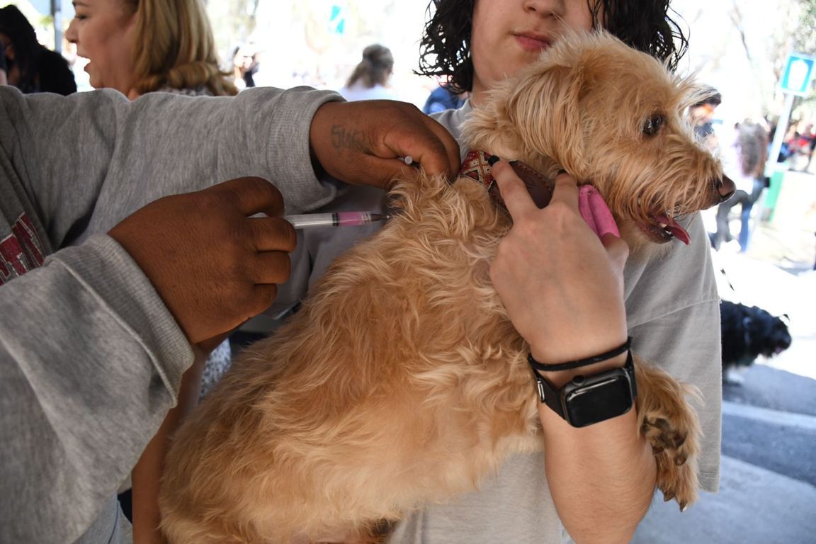 Inicia semana nacional de Vacunación Antirrábica Canina y Felina 2023: Salud BC