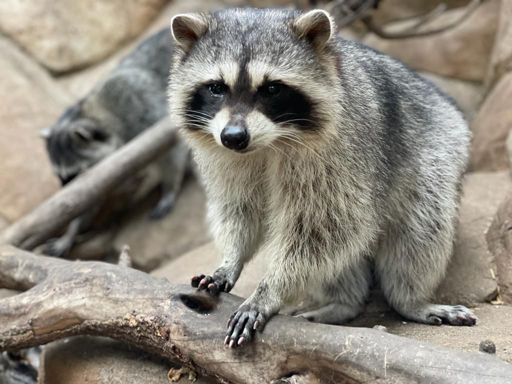 UMA del Parque Morelos cumple 23 años