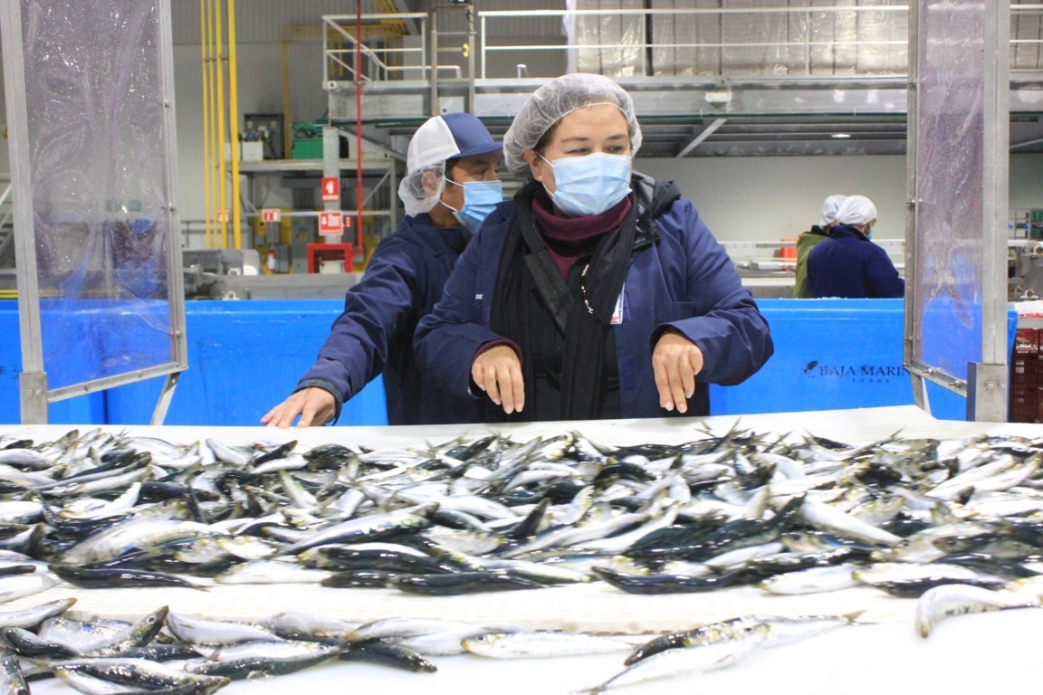 Respalda la SEPESCA proceso para la certificación de pesquería de sardina