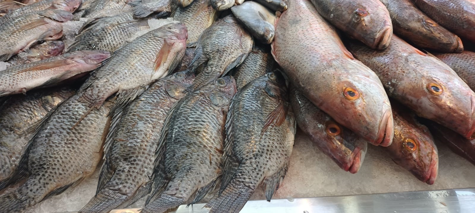 Exhorta SEPESCA a consumir pescado de baja california en cuaresma