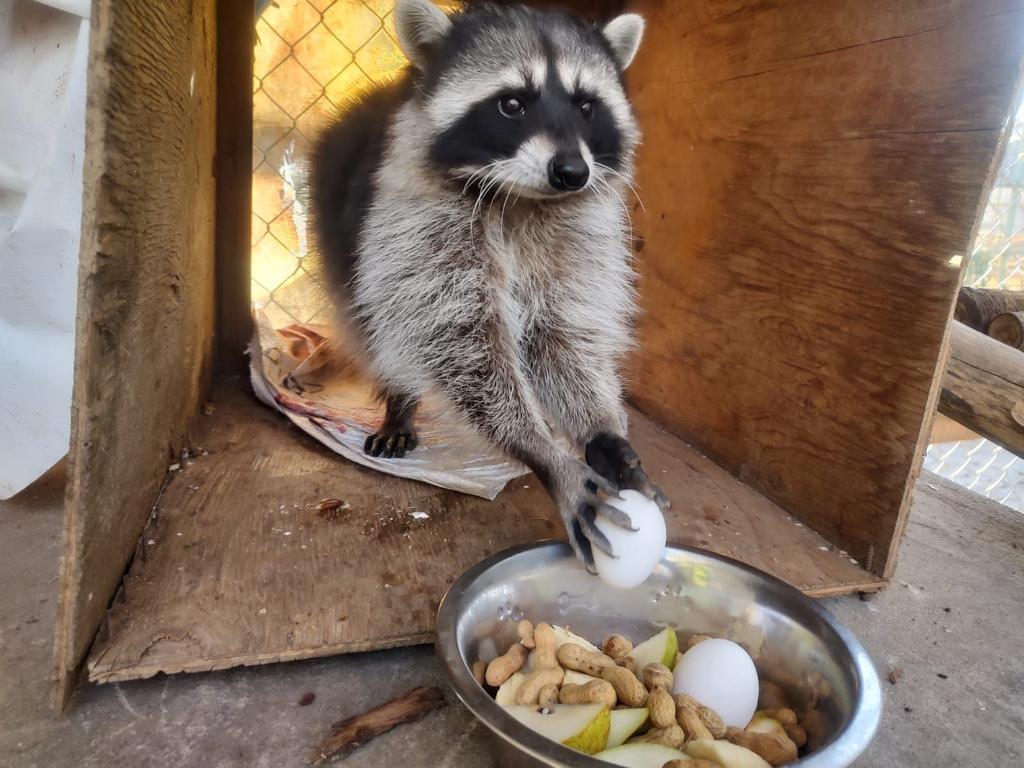 Animales del zoológico del Parque Morelos tienen un régimen alimenticio adecuado para mantener su pleno y sano desarrollo