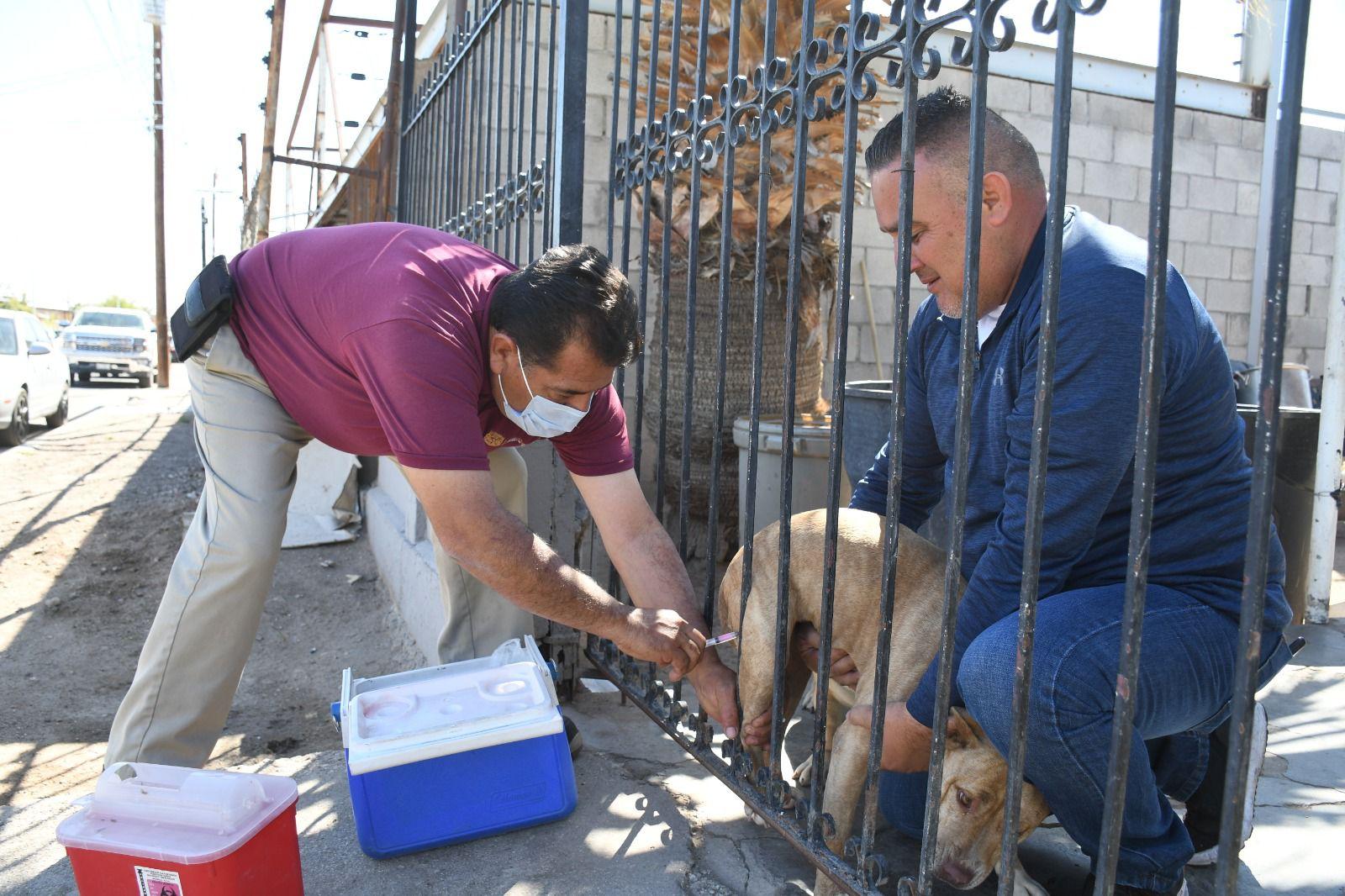 Amplían vacunación antirrábica gratuita para perros y gatos con recorridos casa por casa en Mexicali