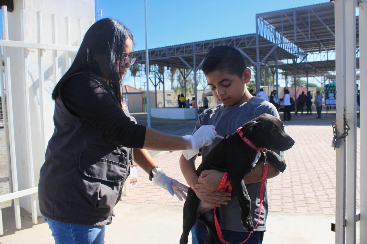 Lleva sector salud labores de prevención contra la rickettsia y el dengue en colonias de Tijuana y Tecate