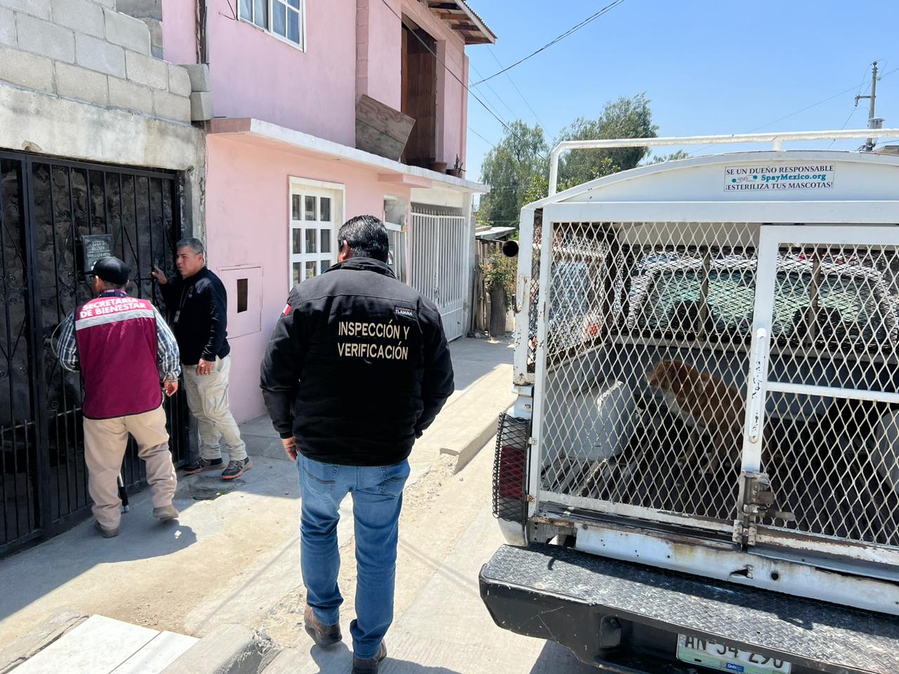 Rescata Ayuntamiento de Tijuana docena de perros en condiciones precarias